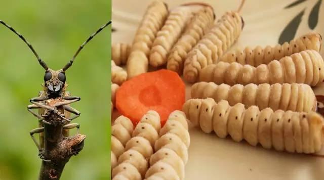 知識(shí)庫(kù)｜蟲(chóng)類(lèi)食材身價(jià)勝人參，餐廳秋冬菜譜敢放不？|餐飲界