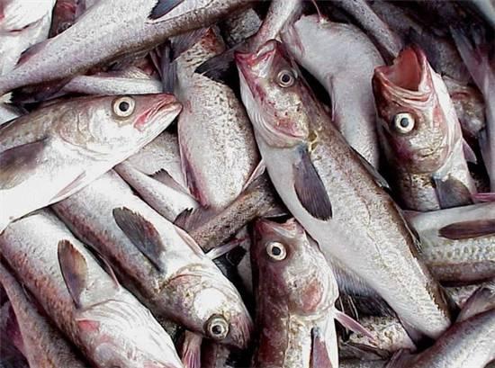 知識庫｜這種魚可以一魚36吃，你餐廳還不上菜？|餐飲界