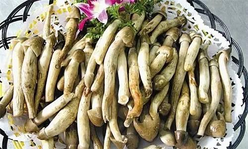 荔枝菌，可遇不可求的“嶺南菌王”|餐飲界