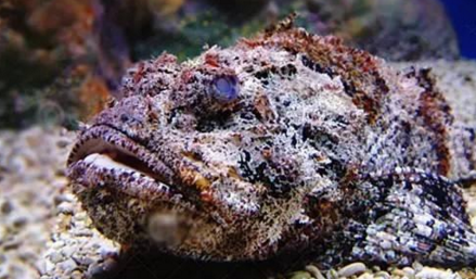 知識庫｜如何處理、烹飪世界最毒的海魚？|餐飲界