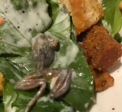 惡心！她餐廳吃飯竟吃出整只死青蛙|餐飲界