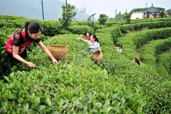 比肩星巴克？新中式茶飲的下半場(chǎng)得好好抓抓供應(yīng)鏈管理這門課了|餐飲界
