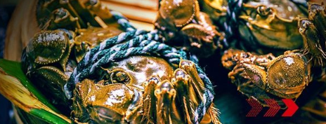 “秋風(fēng)響，蟹腳癢”，順豐同城急送推出大閘蟹專送服務(wù)|餐飲界