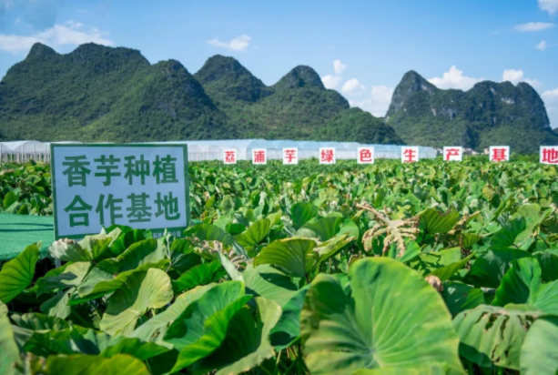 在檳榔芋優(yōu)質(zhì)產(chǎn)區(qū)共建種植基地，喜茶持續(xù)推動新茶飲供應(yīng)鏈專業(yè)化發(fā)展|餐飲界