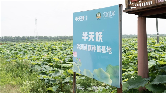 在蓮藕地理標志產地 探索半天妖藕片質優(yōu)價美背后的奧秘|餐飲界