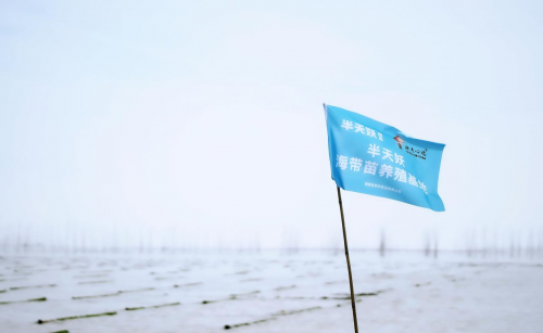 霞浦海帶苗豐收季：半天妖助力產業(yè)騰飛，守護“舌尖上的鮮嫩”|餐飲界