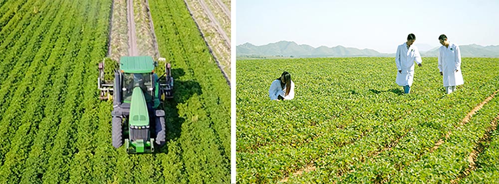 遼寧正業(yè)花生產(chǎn)業(yè)：共抗疫情，龍頭企業(yè)顯擔(dān)當(dāng)！(圖3)
